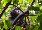 Lilungu.jpg Lilungu.jpg
