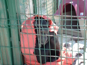 En la planta de residuos, su refugio era una caseta de perros de plástico.