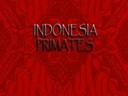 Indonesia Primates